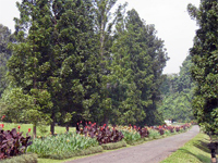 ILW Bogor 2 Plantentuin Astridlaan