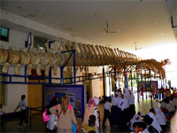 ILW Bogor 2 Plantentuin Museum Zoologi