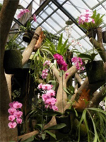 ILW Bogor 2 Plantentuin Orchideeenhuis