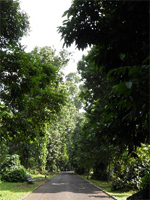 ILW Bogor 2 Plantentuin Teysmann