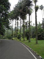 ILW Bogor 2 Plantentuin kokospalm