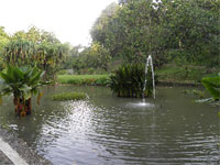 ILW Bogor 2 Plantentuin vijvers 3