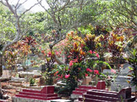 ILW Cimahi Makam Gunung Bohong Kelurehan Padasuka begraafplaats 4